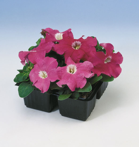 PETUNIA LIMBO ROSA NR.1000 SEMI PILL.